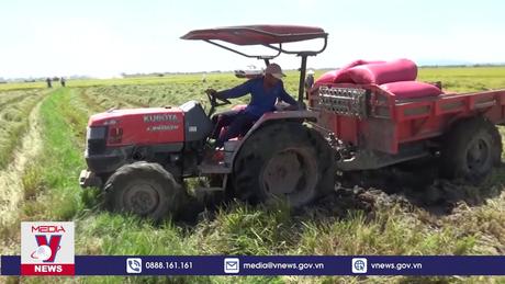 Lúa vụ Hè Thu ở Ninh Thuận được mùa, được giá cao