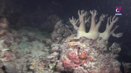 Thông điệp lịch sử: Great Barrier - kỳ quan thiên nhiên của thế giới