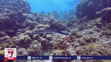 Greenpeace kêu gọi hành động gấp vì môi trường