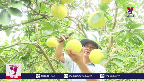 Thủ phủ bưởi Phúc Trạch, Hà Tĩnh vào mùa thu hoạch