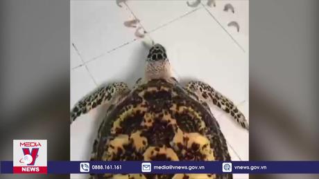 Bàn giao rùa biển quý hiếm có nguy cơ tuyệt chủng