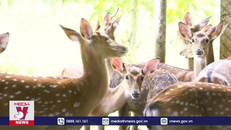 Chuyện làng - Chuyện bản [Tập 3]: Liên kết để mở rộng thị trường cho vật nuôi giá trị cao