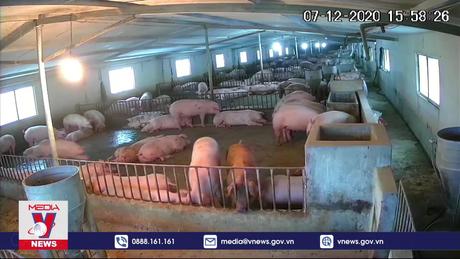 Hà Nam phát triển đàn lợn nái chất lượng cao