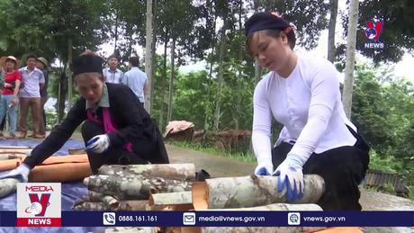 Lào Cai phát triển cây quế trở thành ngành hàng chủ lực