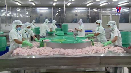 Việt Nam - Góc nhìn từ thế giới: Kỳ vọng xuất khẩu cá tra khởi sắc