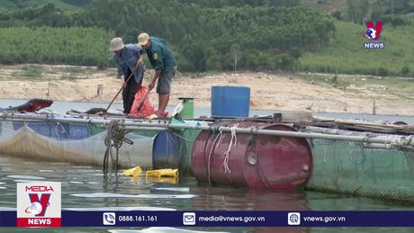 Nuôi cá lồng bè cho hiệu quả kinh tế cao