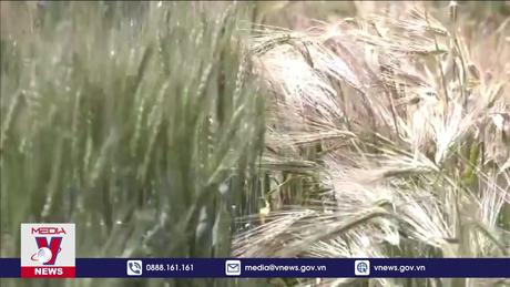 Nga củng cố vị thế trên thị trường lúa mì thế giới