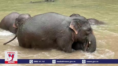 Nguy cơ xảy ra cuộc đại tuyệt chủng lần thứ 6