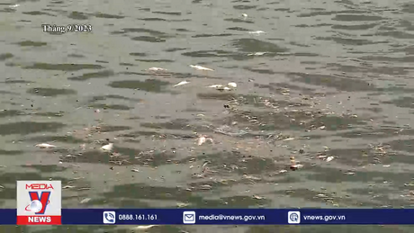 Tái diễn tình trạng cá chết ở Hồ Tây