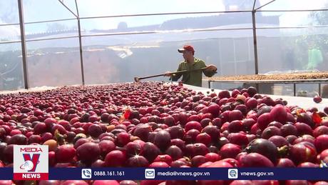 Cà phê Việt Nam hết hàng dù giá xuất khẩu tăng cao