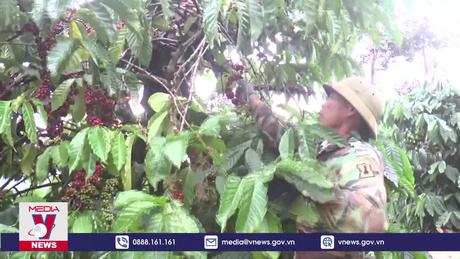 Nông sản Việt Nam điều chỉnh để thích ứng với quy định mới của EU