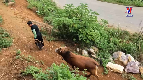 Trợ giúp pháp lý cho người dân tộc thiểu số