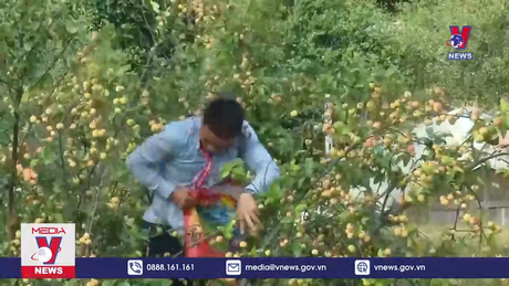 Mùa thu hoạch sơn tra ở vùng cao Sơn La