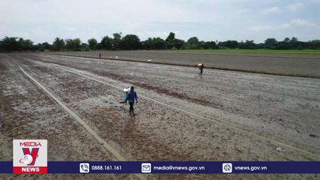 Sản lượng gạo Thái Lan dự kiến giảm do El Nino