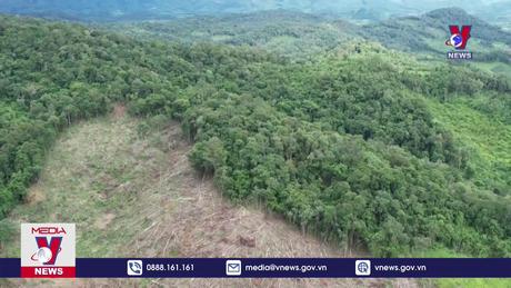 Gần 5 ha rừng tự nhiên bị tàn phá trái phép tại Gia Lai 