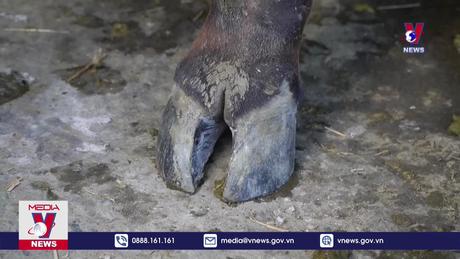 Đồng Tháp xuất hiện ổ dịch lở mồm long móng trên đàn bò 