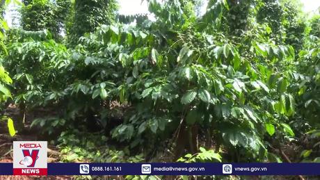 Nguồn cung cà phê chưa cải thiện