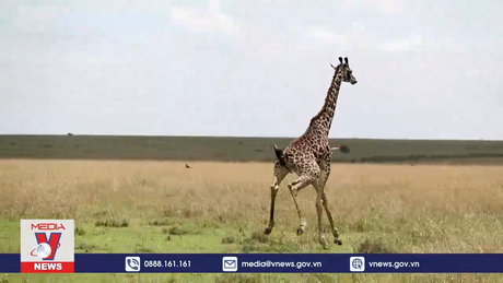 Kenya nỗ lực bảo tồn loài hươu cao cổ