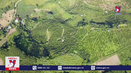 Cam Cao Phong có suy giảm diện tích 