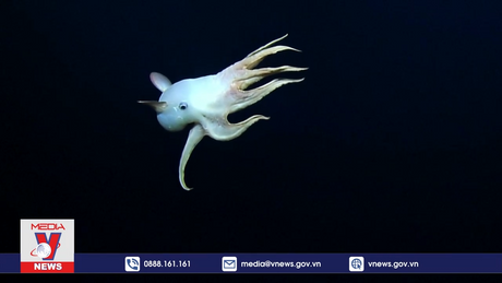 Phát hiện một loài bạch tuộc hiếm ở quần đảo Hawaii