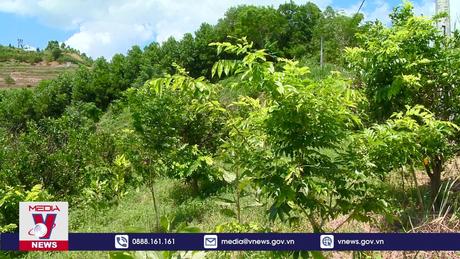 Cần phục hồi đất trồng để tái canh cam hiệu quả