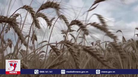 Nga phối hợp cùng các nước đưa ngũ cốc đến châu Phi