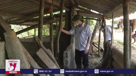 Lai Châu ngăn chặn dịch tả lợn châu Phi bùng phát