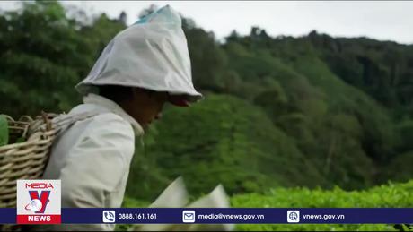 Hãng trà BOH của Malaysia nỗ lực phát triển thương hiệu