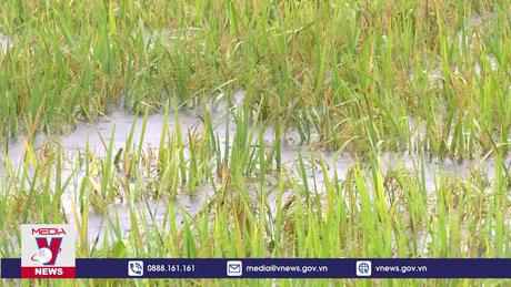 Nhiều diện tích lúa và hoa màu của Hà Nam bị ngập sâu