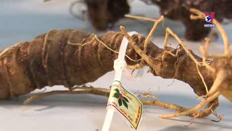 Khoa học và công nghệ: Kon Tum đã có thiết bị phân biệt Sâm Ngọc Linh thật, giả