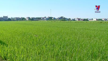 Hành trình Việt 337: Tương nếp Úc Kỳ - Đặc sản trăm năm vùng Việt Bắc