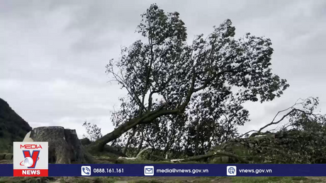 Cây cổ thụ biểu tượng của Anh bị chặt trộm