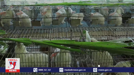 Chuyện làng - Chuyện bản [Tập 5]: Chăn nuôi thỏ sạch theo hướng mô hình từ trang trại tới bàn ăn