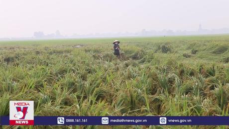 Nam Định khẩn trương khắc phục hàng nghìn ha lúa bị đổ ngập