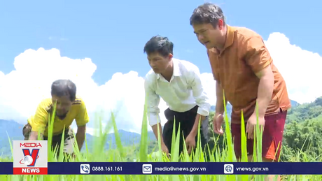 Kon Tum tìm giải pháp cho gần 3.300 ha lúa canh tác một vụ