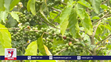 Kon Tum đẩy mạnh phát triển cà phê xứ lạnh