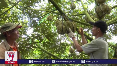 Nông dân được mùa, được giá sầu riêng