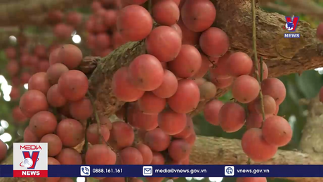 Liên kết phát triển vườn cây ăn quả miền núi Phú Yên 