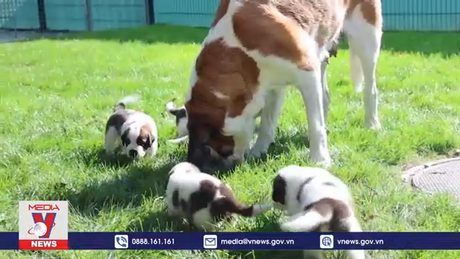 Những chú chó trị liệu tại Thụy Sỹ