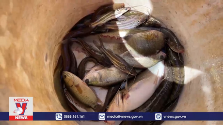 Mùa lũ buồn với người dân Đồng Tháp Mười