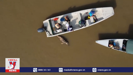 Cá heo sông chết hàng loạt ở khu vực Amazon