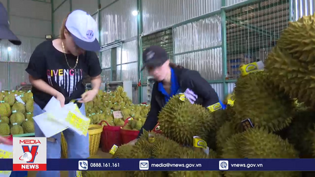 Xuất khẩu sầu riêng qua cửa khẩu Lào Cai tăng mạnh