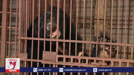 Thủ phủ nuôi gấu lấy mật bàn giao nhiều cá thể gấu