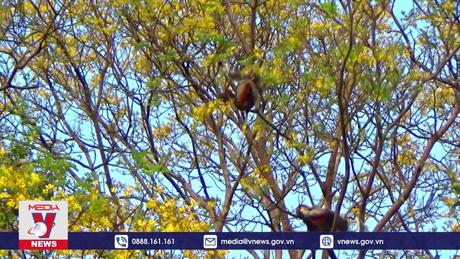 Bảo vệ Voọc chà vá chân nâu ở Sơn Trà