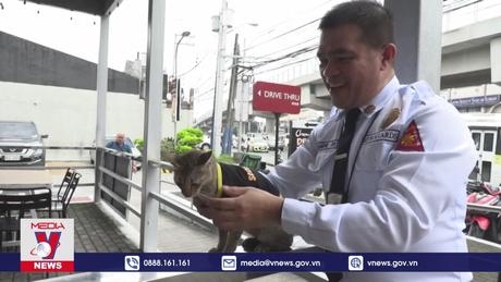 Đội cảnh vệ mèo đặc biệt