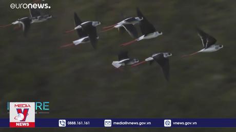 Bảo tồn các loài chim di cư