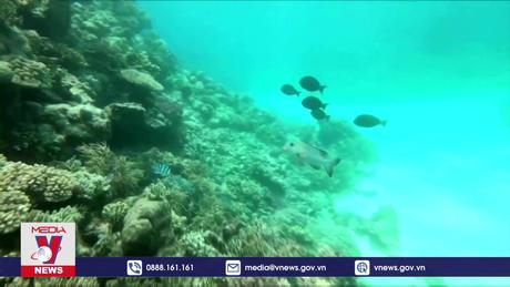 Giảm phát thải để bảo vệ các rạn san hô