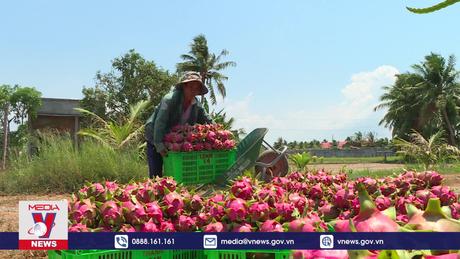 Xây dựng tiêu chuẩn quốc tế cho thanh long Việt