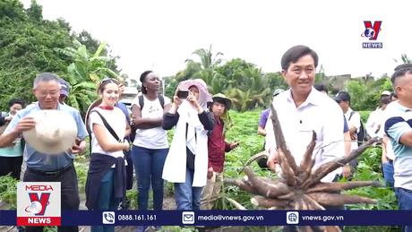 Tìm giải pháp xử lý bệnh trên cây sắn cho khu vực ĐNA 