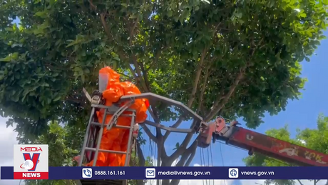 Xử lý tổ ong vò vẽ làm tổ trên cây xanh ở Đà Nẵng